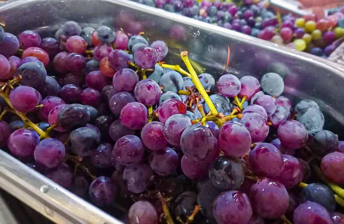 Vina